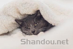 猫咪白细胞减少病毒是阳性是什么原因?怎么弄会好?