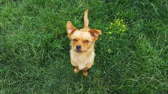 狗狗呕吐黄色粘稠液体是啥情况?该咋办?