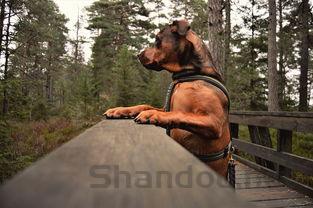 狗狗呕吐黄色粘稠液体是啥情况?该咋办?