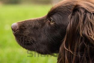 狗狗鼻子眼睛周围都有红肿是什么情况?该怎么办?