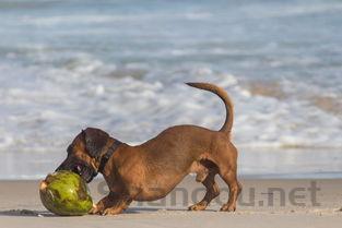 猫咪时不时末端软便是什么原因导致的?猫咪时不时末端软便该怎么处理?