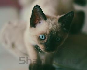 猫咪母鸡蹲发出有节奏的声音有什么办法恢复?