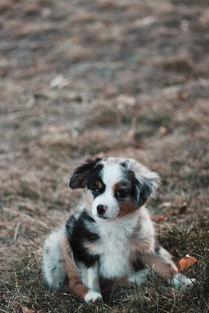 狗狗爪子肿了是什么状况?该咋办?