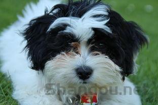 狗狗一直打喷嚏鼻子湿热是什么情况?该咋整?