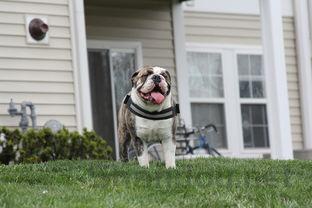 狗狗尿血后感觉四肢无力没精神是啥情况?要怎么应对?