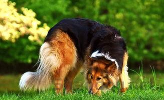 狗狗脖上长黑点是什么情况?要怎么弄?