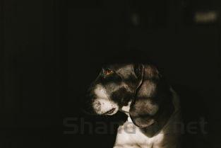 狗狗吃了苹果和一块鸡肉突然抽搐是什么状况?