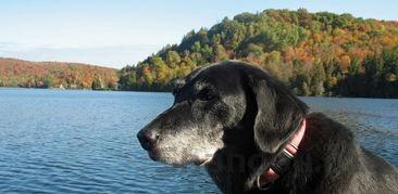 狗狗突然脚上长包是什么缘故?狗狗突然脚上长包该怎么做才对?