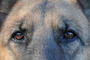 小狗呕吐没有精神,为何会这样?小狗呕吐没有精神要怎么弄?