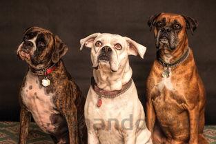 狗子拉稀呕吐闭尿是什么情况?狗子拉稀呕吐闭尿怎么弄会好?