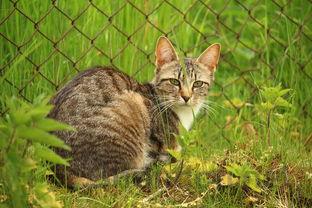 猫咪拉屎有白色粘膜少量带血要怎么改善?