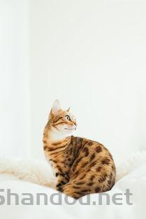 猫耳朵突然出现一块褐色斑点要怎么调理?