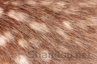 猫耳朵突然出现一块褐色斑点要怎么调理?