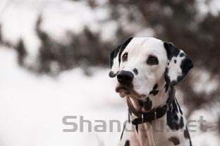 幼猫呼吸声大打喷嚏是何原因?该怎么解决?