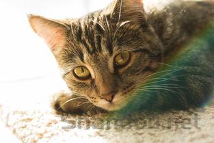 猫咪眼睛发红流眼泪是啥情况?要怎么调理?