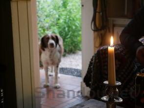 狗狗最近一摸后背就叫肚子硬硬的,为何会这样?