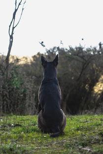 狗狗最近一摸后背就叫肚子硬硬的,为何会这样?