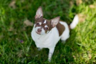 狗狗老吐白沫是什么原因?狗狗老吐白沫要吃药吗?