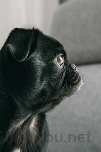 狗狗脚趾处长了红疙瘩是什么原因?狗狗脚趾处长了红疙瘩该咋整?