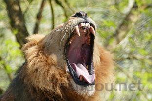 狗狗经常犯甲沟炎身上黑斑变大是什么情况?该怎么办?