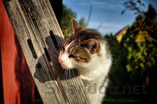 猫咪大小眼眼分泌物增多的问题出在哪?有什么办法恢复?