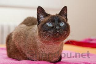 猫咪脸和眼睛肿了是怎么回事?猫咪脸和眼睛肿了该如何是好?