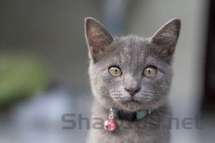 猫咪脸和眼睛肿了是怎么回事?猫咪脸和眼睛肿了该如何是好?