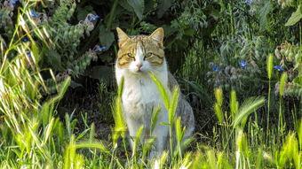 猫咪毛发很油是怎么回事?猫咪毛发很油该如何是好?