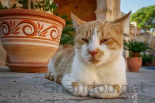 猫咪毛发很油是怎么回事?猫咪毛发很油该如何是好?