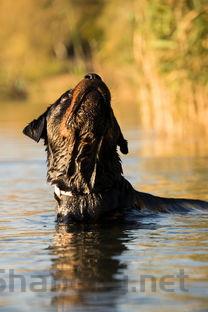 狗狗身上脚上长了肿瘤,为何会这样?要如何应对?