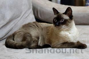 猫咪反复发烧是什么原因导致的?猫咪反复发烧要怎么改善?