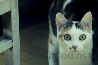 小猫吐黄绿色的水是啥情况?小猫吐黄绿色的水该用什么办法?