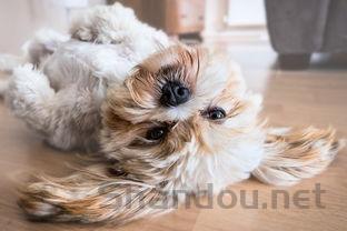 狗狗突然嗜睡吐白沫是什么情况?狗狗突然嗜睡吐白沫要怎么弄?