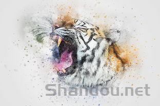 猫咪每天喝水少但是尿多是啥情况?要怎么改善?