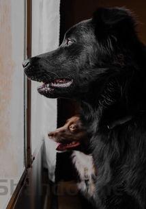 狗狗有个乳房旁边肿了,为何会这样?该如何解决?