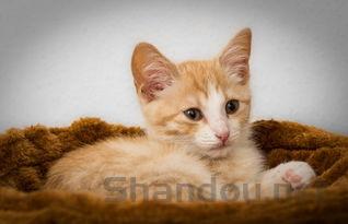 小猫咪呕吐是怎么回事?小猫咪呕吐该用什么办法?