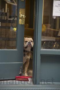 狗狗咳嗽之前都会出现一阵齁的声音是啥情况?