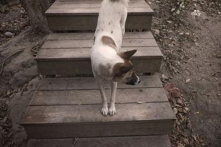 狗狗咳嗽之前都会出现一阵齁的声音是啥情况?