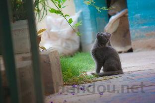 猫猫右眼一直会流泪是何原因?猫猫右眼一直会流泪该怎么解决?