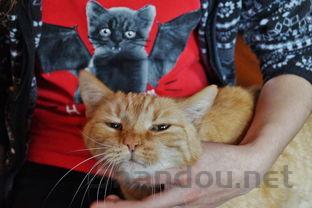 猫咪毛发粗糙掉毛严重是到底怎么了?有什么办法恢复?