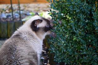 猫咪毛发粗糙掉毛严重是到底怎么了?有什么办法恢复?