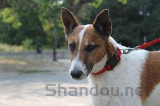 狗狗软便有几个月了是咋回事?狗狗软便有几个月了要怎么应对?