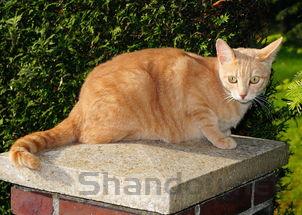 狗狗肚子很大个是什么缘故?狗狗肚子很大个要怎么处理?