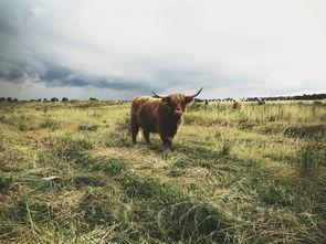 狗狗一抽一抽的后腿站不稳,为何会这样?怎么弄会好?