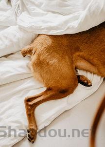 狗狗一抽一抽的后腿站不稳,为何会这样?怎么弄会好?