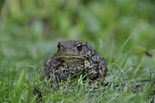 狗狗一抽一抽的后腿站不稳,为何会这样?怎么弄会好?