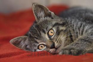 猫咪眼睛肿眼睛流血流分泌物有什么办法恢复?