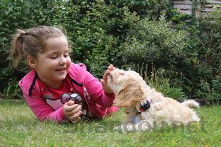 狗狗左后腿突然瘸了是咋回事?要怎么应对?