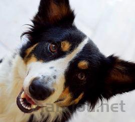 狗狗一只眼睛下面红了的缘由何在?要怎么处理?