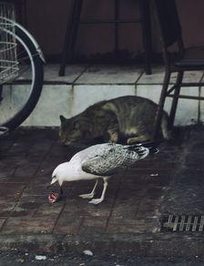 猫咪高处摔落后抽搐是什么原因?猫咪高处摔落后抽搐该怎么解决?